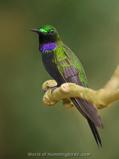 Hummingbird Garden Catalog: Black-Throated Brilliant
